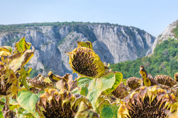 Sunflower field ready for harvest. Mountain side with a ravine, forest-covered hill seen in the background