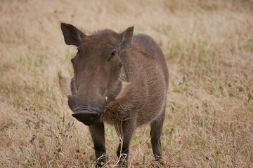 Warthog in Serengeti National Park, Tanzania
