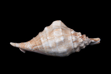 Big seashell with pink stripes