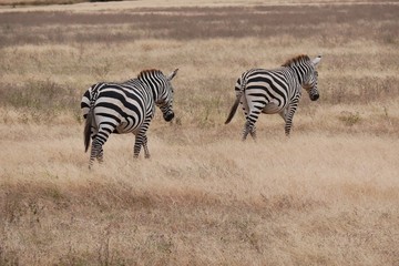 Obraz na płótnie Canvas Herd of Zebra's in the Serengeti National Park, Tanzania