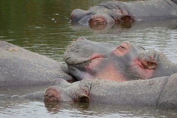 Hippopotamus pod in Ngorongoro Conservation Area, Tanzania  