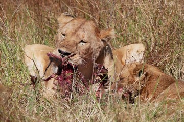 Lions feeding in Ngorongoro National Park, Tanzania