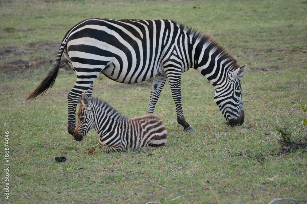 Wall mural Zebra in Masai Mara National Park, Kenya