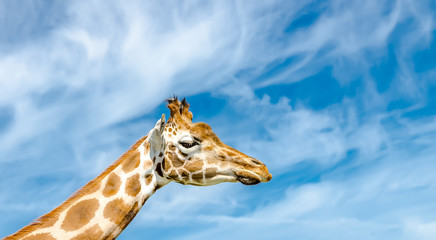 Obraz premium Giraffenkopf vor blauem Himmel mit weißen Wolken 