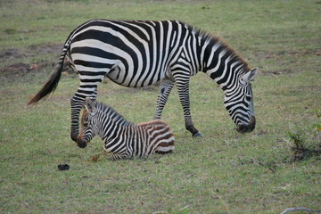 Fototapeta na wymiar Zebra in Masai Mara National Park, Kenya