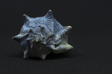 Conchiglia azzurra sullo sfondo nero