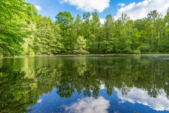 Naturparadies R&ouml;hrteich in Limbach- Oberfrohna, Sachsen, Deutschland 