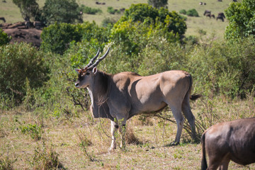 Eland antelope in Masai Mara National Park, Kenya