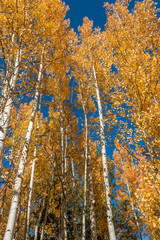 Golden Aspens in Autumn