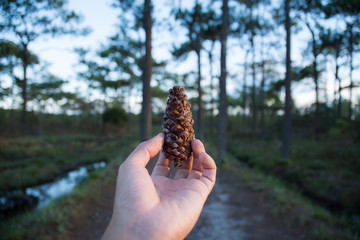 pine seed in my hand