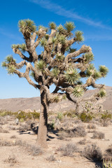 Joshua Trees in the Joshua Tree National Park, USA