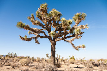 Joshua Trees in the Joshua Tree National Park, USA