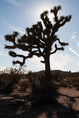 Joshua Trees in the Joshua Tree National Park, USA