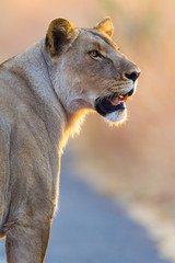 Lone female Lion (Panthera leo) looking over his shoulder - Pilanesberg National Park, South Africa