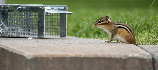 Chipmunk is attracted by bait (a blueberry) within a humane trap for relocation away from backyard