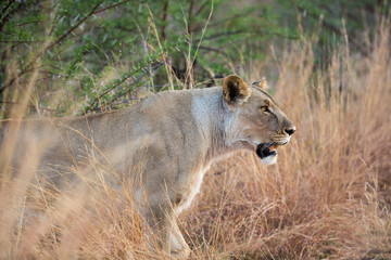 Obraz na płótnie Canvas Lone female Lion (Panthera leo) on the prowl at Pilanesberg National Park, South Africa