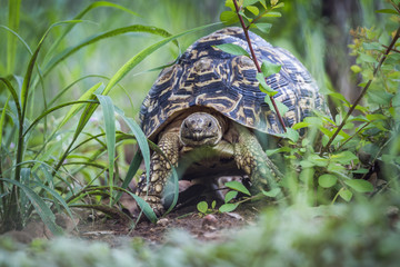 Leopard tortoise in Kruger National park, South Africa