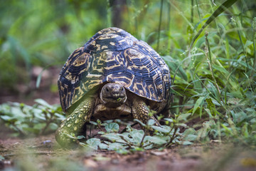 Leopard tortoise in Kruger National park, South Africa