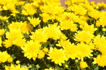 gelbe Chrysanthemen