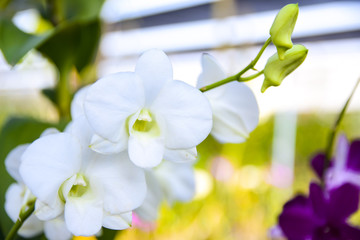 pink Phalaenopsis or Moth dendrobium Orchid flower in winter or spring day tropical garden Floral...