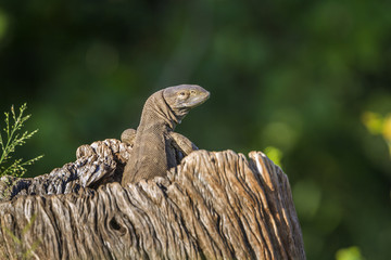 rock monitor in Kruger National park, South Africa