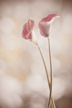 flores callas con un fondo desenfocado efecto vintage