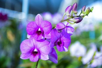 pink Phalaenopsis or Moth dendrobium Orchid flower in winter or spring day tropical garden Floral...