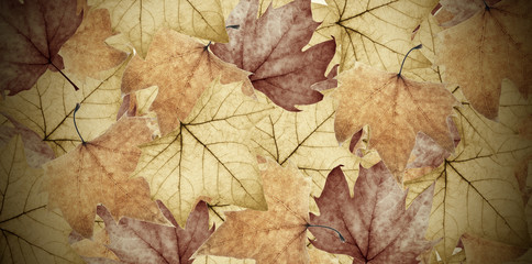 Naklejka na ściany i meble fondo de hojas de árbol otoñales