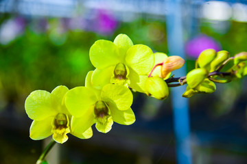 pink Phalaenopsis or Moth dendrobium Orchid flower in winter or spring day tropical garden Floral...
