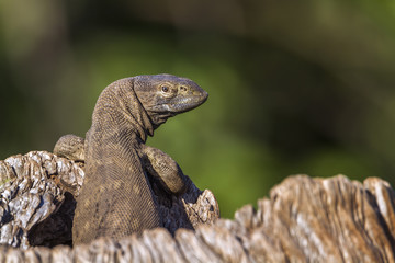 rock monitor in Kruger National park, South Africa
