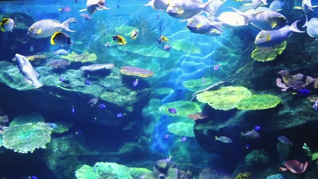 Corals and exotic marine fish. Ocean life. The Bangkok oceanarium. Scene under water. Large aquarium. Wild nature. Tropical inhabitants