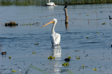 American white Pelican (Pelicanus erythrorhynchos) swimming in Lake Chapala - Ajijic, Jalisco, Mexico