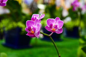 pink Phalaenopsis or Moth dendrobium Orchid flower in winter or spring day tropical garden Floral...