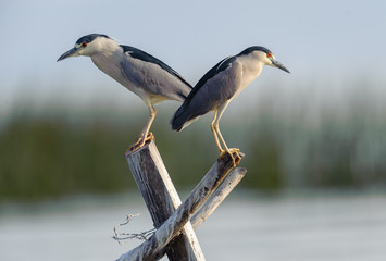 Two Black-crowned night heron (Nycticorax nycticorax) perched on a post in Lake Chapala - Ajijic, Jalisco, Mexico