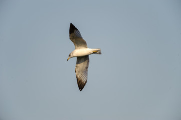 Ring-billed gull (Larus delawarensis) in flight above Lake Chapala - Ajijic, Jalisco, Mexico