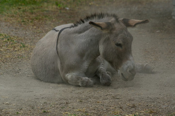 Fototapeta premium lazy grey Donkey lying on the ground