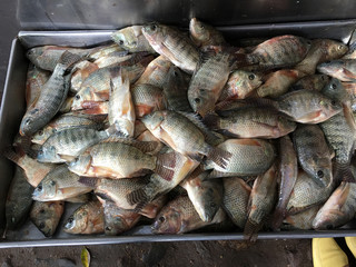 Lake fish on sale at Ajijic Tiangius market, Mexico