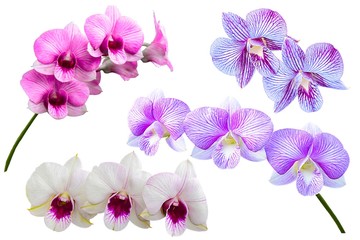 pink Phalaenopsis or Moth dendrobium Orchid flower in winter or spring day tropical garden Floral...