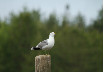 Common gull (Larus canus) on the wooden log