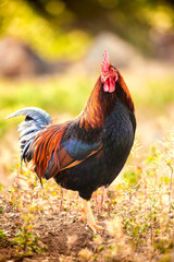 A cock on the grass
