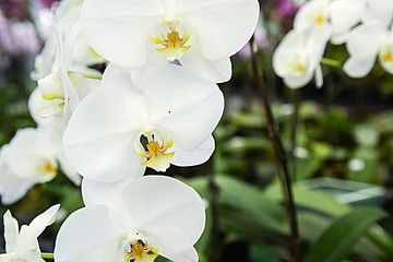 pink Phalaenopsis or Moth dendrobium Orchid flower in winter or spring day tropical garden Floral...