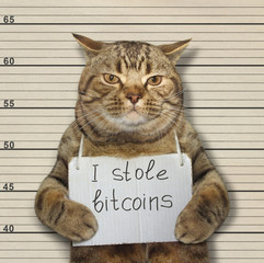 The bad cat stole a lot of bitcoins. 