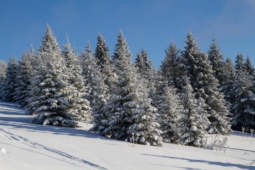 winter in the forest