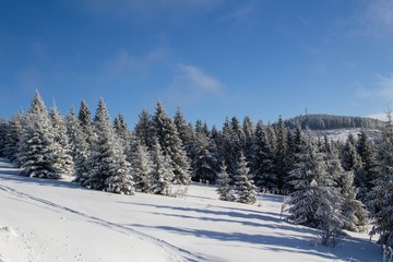 winter in the forest