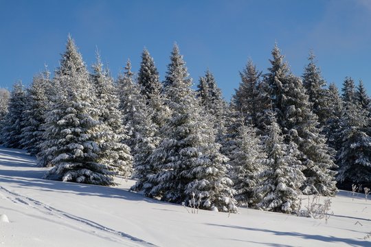 Fototapeta winter in the forest
