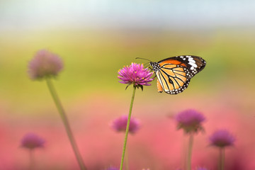 Butterfly and Flower Pearly Everlasting in the garden.