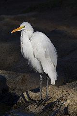 Bird egret at Los Angeles lake shore