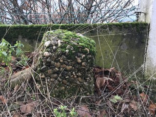 Mousse sur monticule