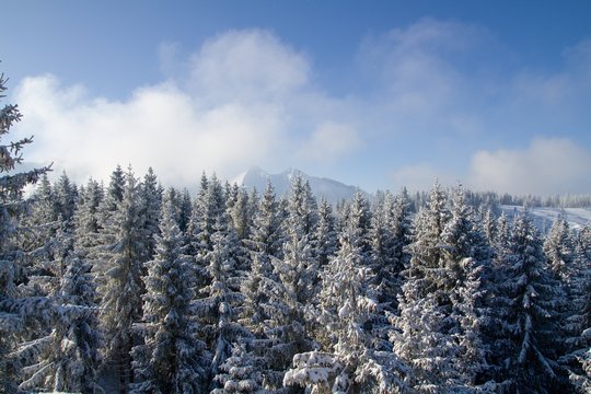 Fototapeta winter in the forest