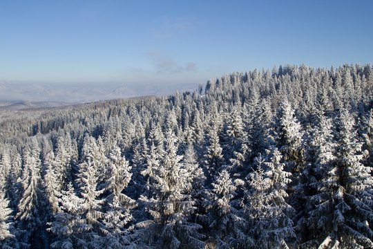 Fototapeta winter in the forest